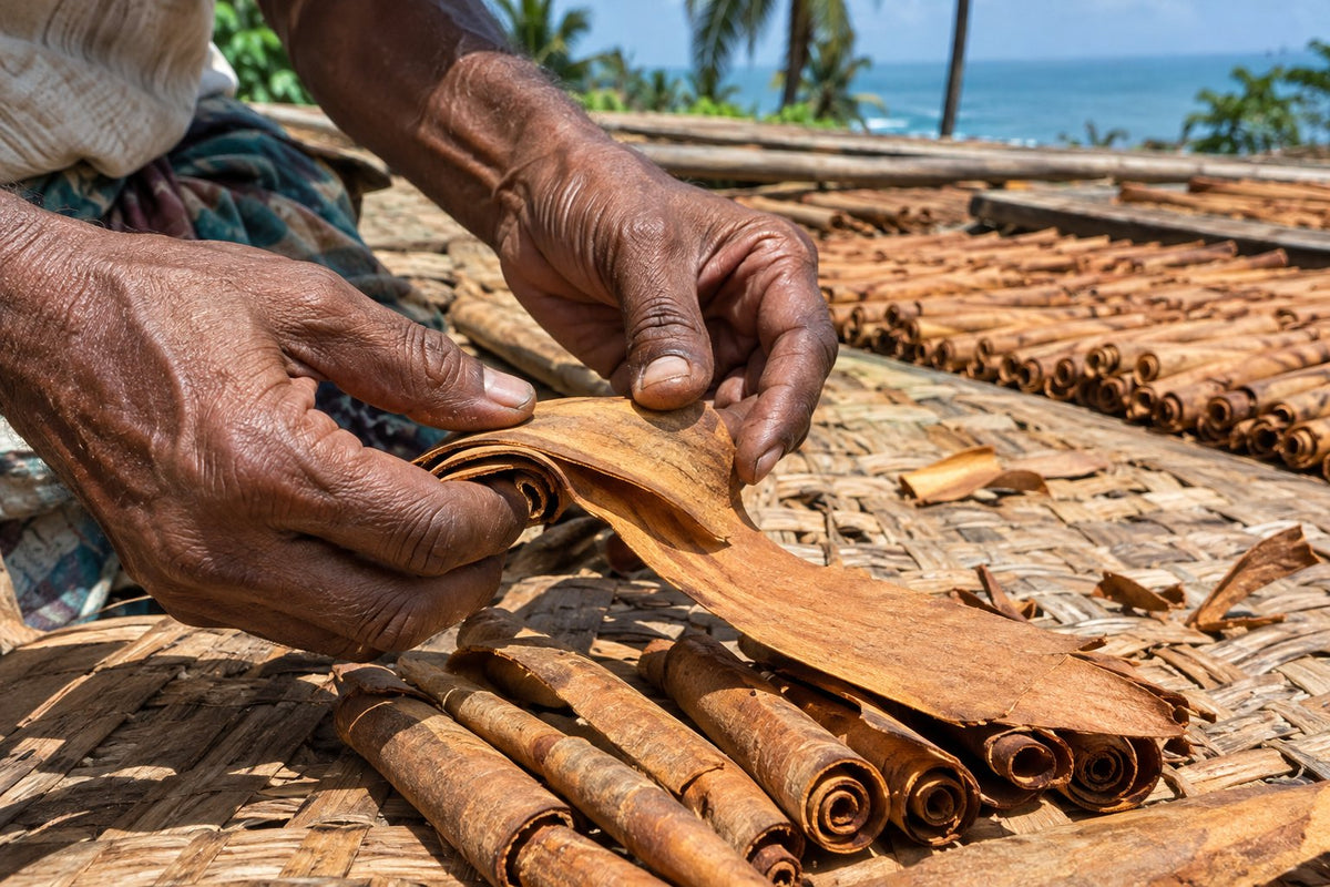 Authentic documentary-style photo from a coastal Sri Lankan estate. Close-up of experienced hands gently rolling delicate, paper-thin golden cinnamon bark into layered quills, resting on woven bamboo drying mats in warm 